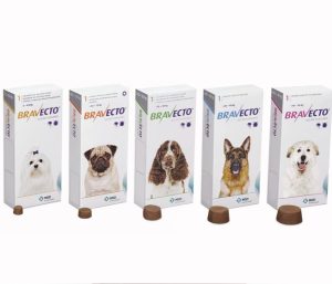 Bravecto antiparasitaire pour chiens