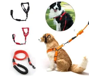 harnais et laisse pour chiens