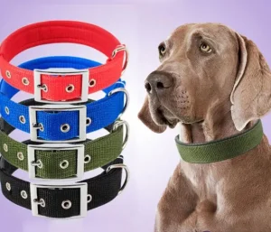 collier pour chien