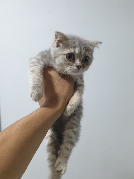 Scottish Fold & Straight