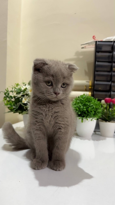 Chatons british & scottish fold shorthair