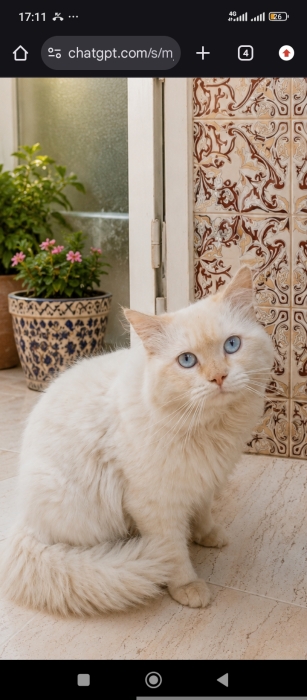 Ragdoll