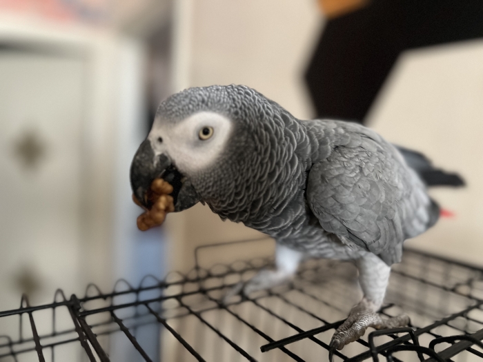 Perroquet gabonais dressé