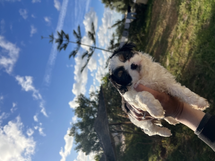 Bichon Havanais ✨📸🐾