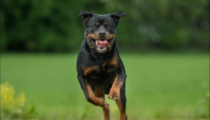 Femelle rottweiler race pure 6 mois
