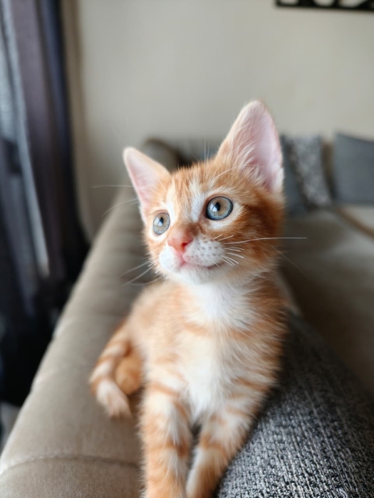 Ce petit bout de chou cherche un foyer aimant et responsable à Casablanca