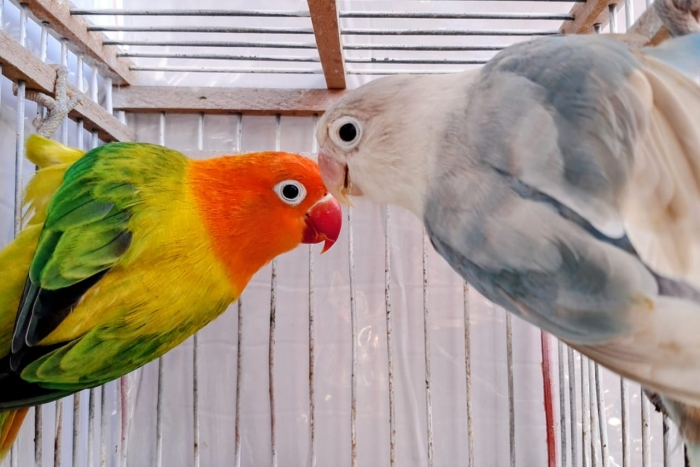 Inséparables طيور الحب