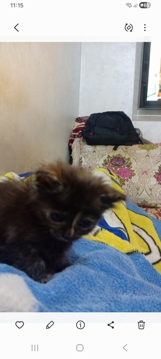 قطط Angora للتبني