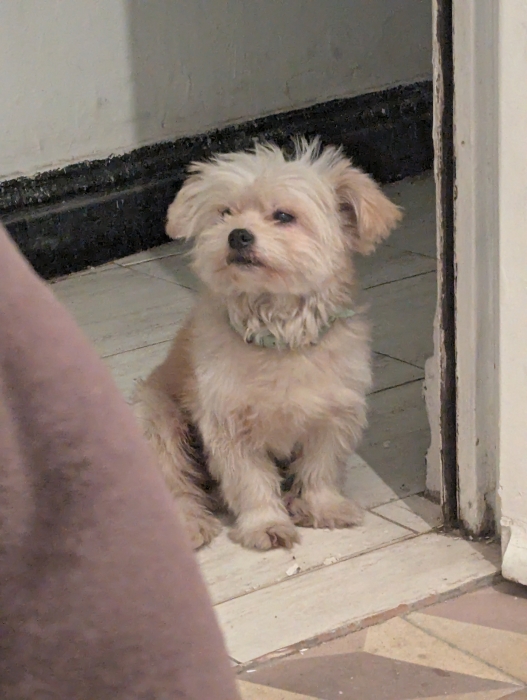 Bichon havanais à donner