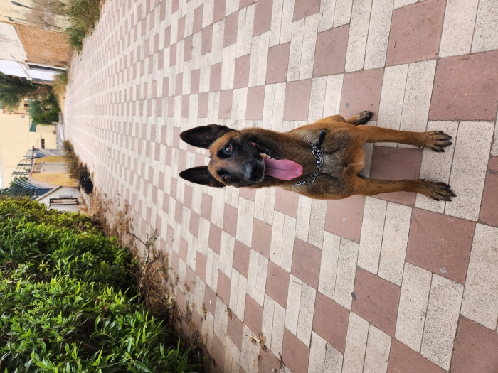 Malinois