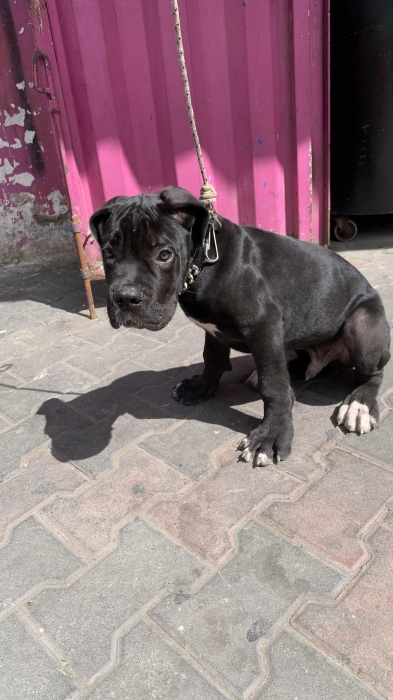 Cane corso pure race