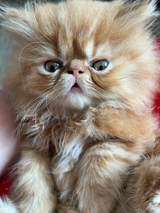 Chatons persan