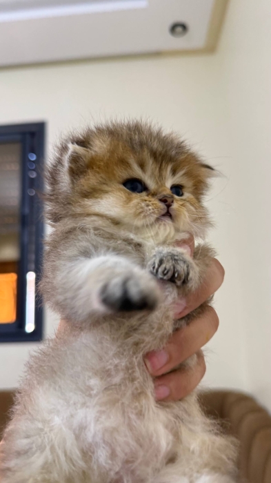 British & Scottish Fold