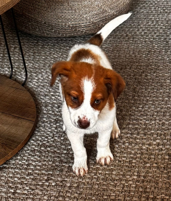 Jack Russell pour adoption