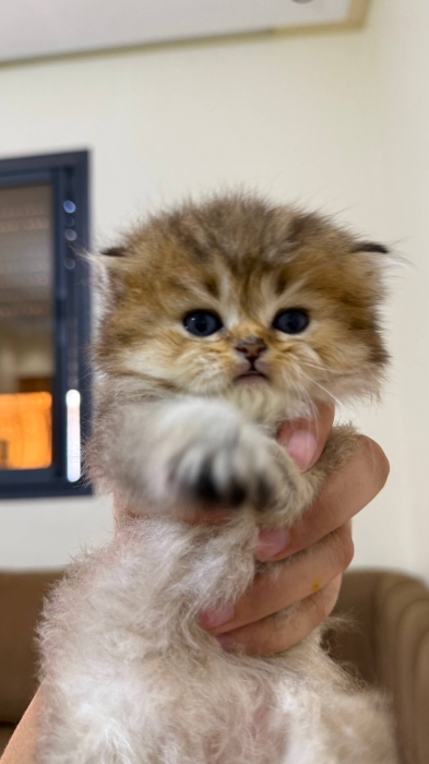 British & Scottish Fold