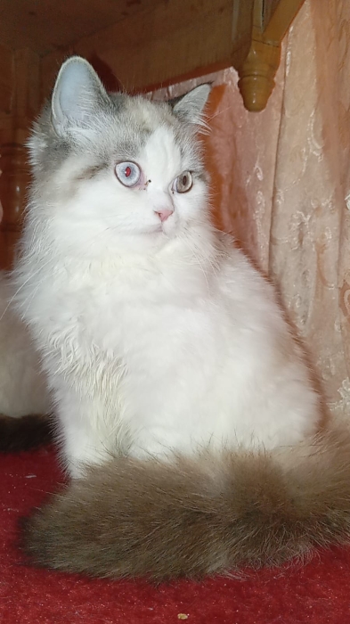 Chaton Persan Chinchilla