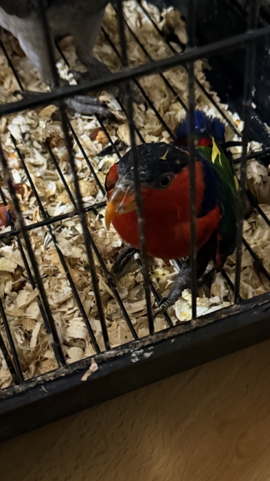 Lori black cape couple