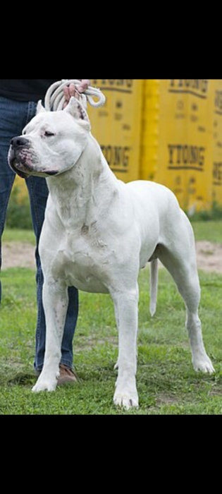 Dog argentin