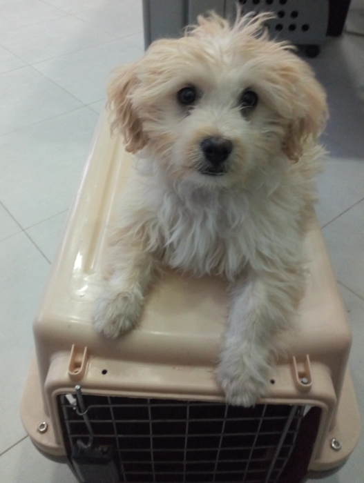 caniche