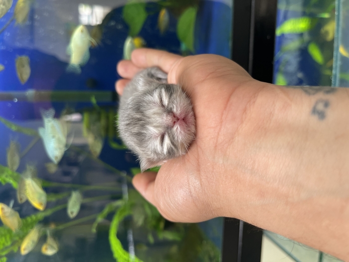 Chinchilla persan poil long
