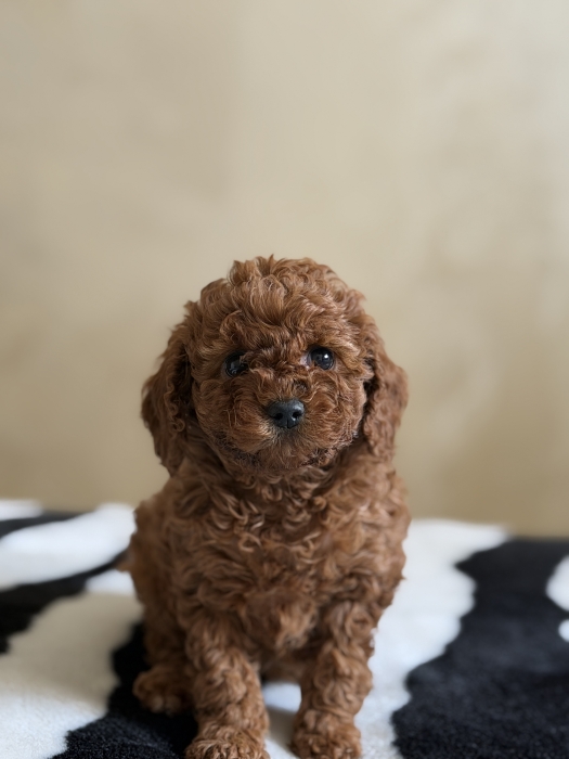 Chiot poodle teacup