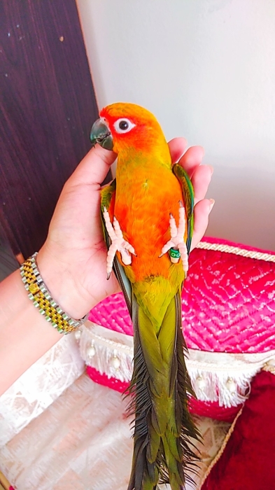 Conure soleil
