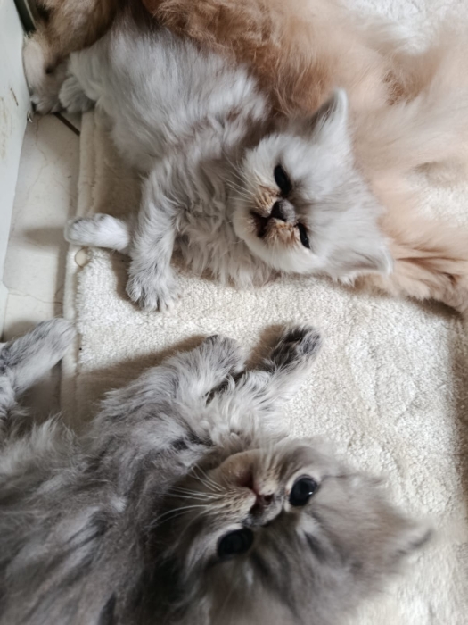 Chaton persan race pur