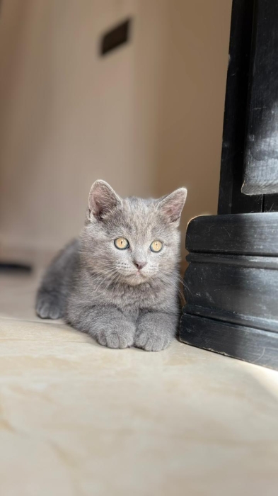 British shorthair , scottish fold