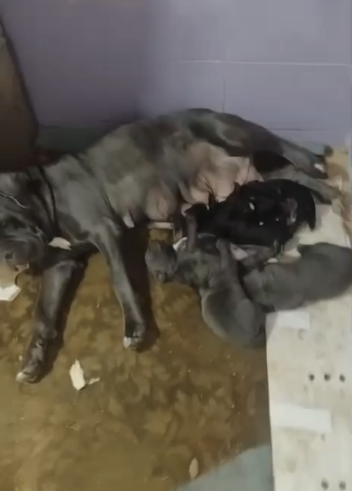 Chiots cane corso