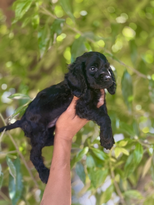 Cocker spaniel