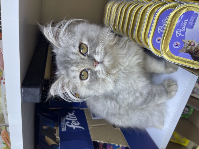 Persian