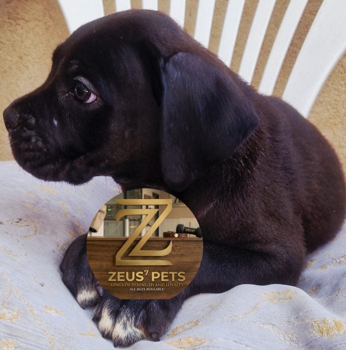 Cane corso