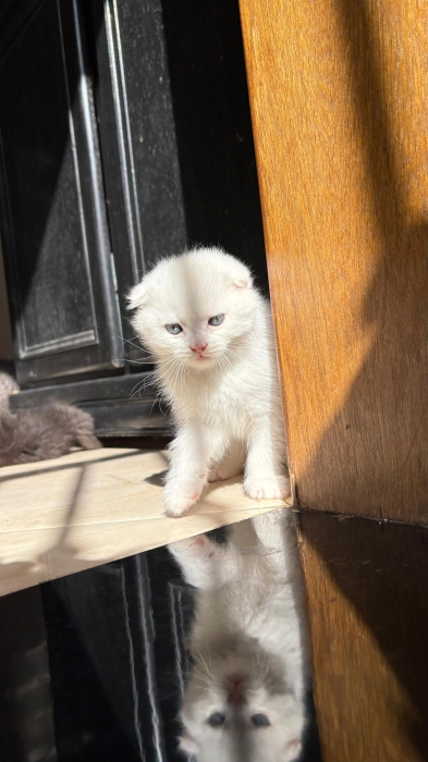 Scottish fold , british shorthair