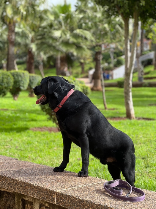 Labrador gold