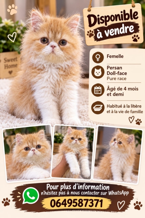 Chaton persan pure race
