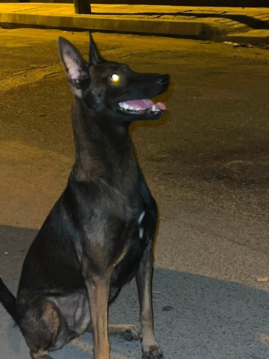Super femelle malinois charboni race pure