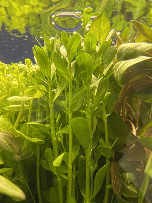 Plante aquatique