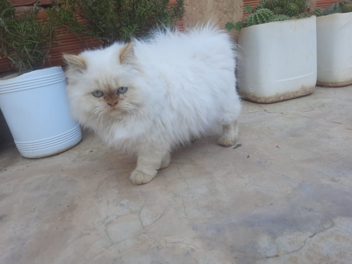 Chat persan قط شيرازي