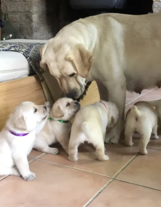 Chiots labrador sablé et chocolat