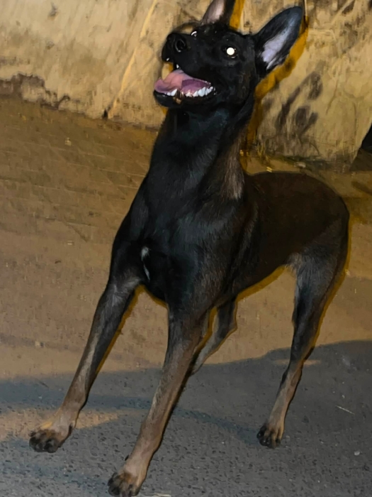 Super femelle malinois charboni race pure