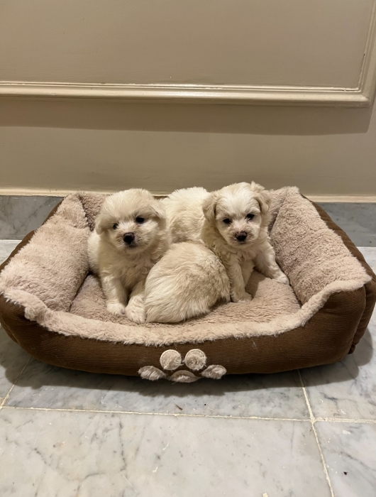 Bichon Maltais ✨🐾