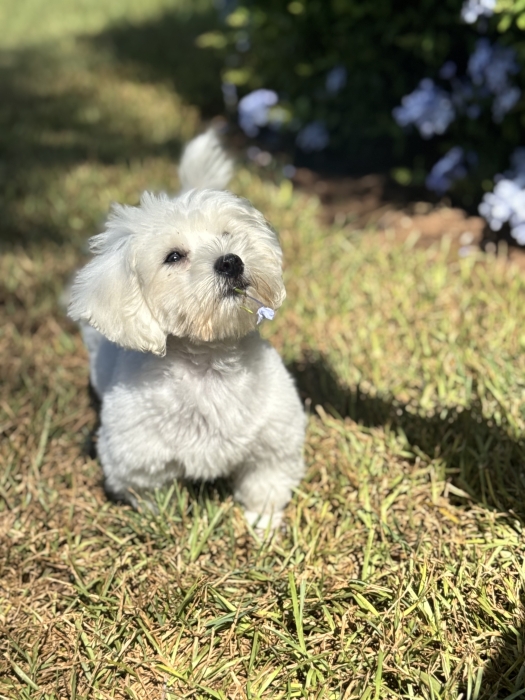 Bichon maltais 4mois totalement vacciné