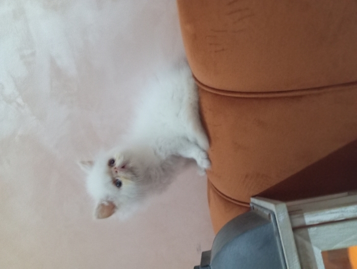 Persan kitten