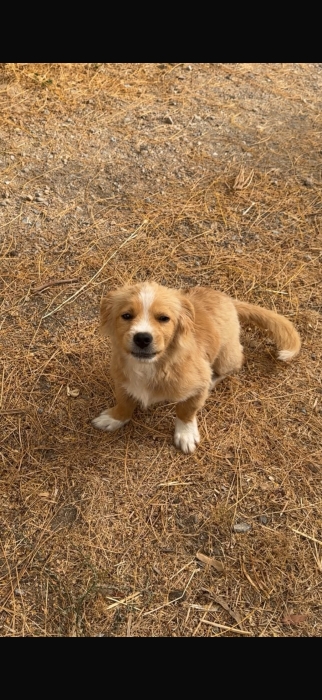 Caniche 6 mois