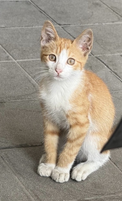 Adoption