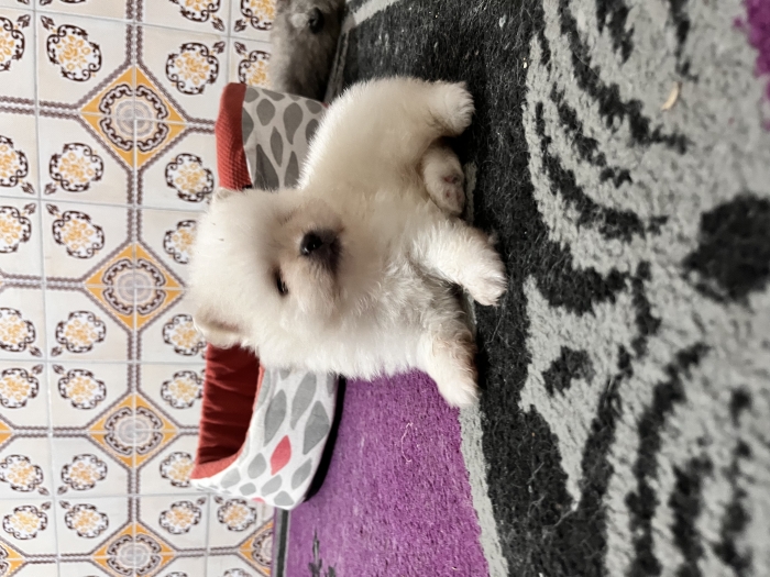 Vente chiots spitz nain pomeranian