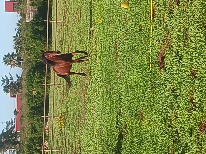 Double ponette 140cm gentille et calme