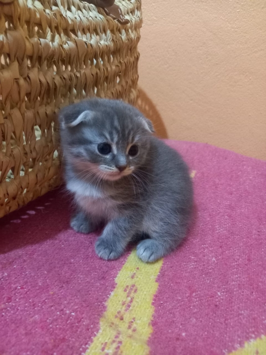 Chatons Scottish fold et straight