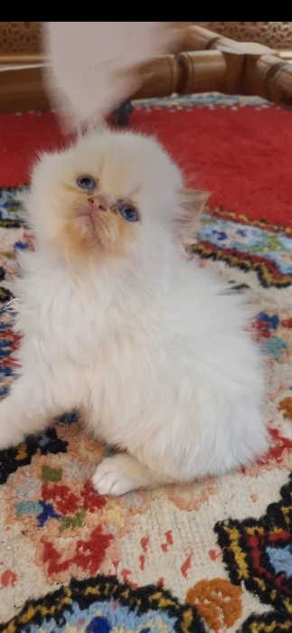 Chat persan himalaya