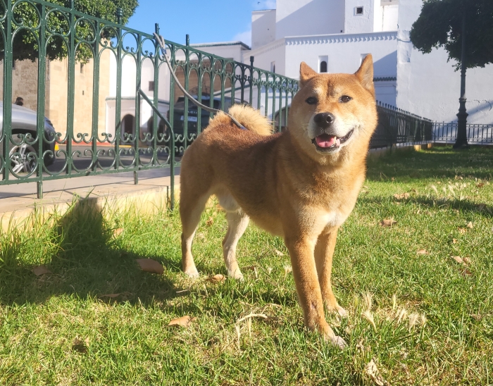 Shiba inu